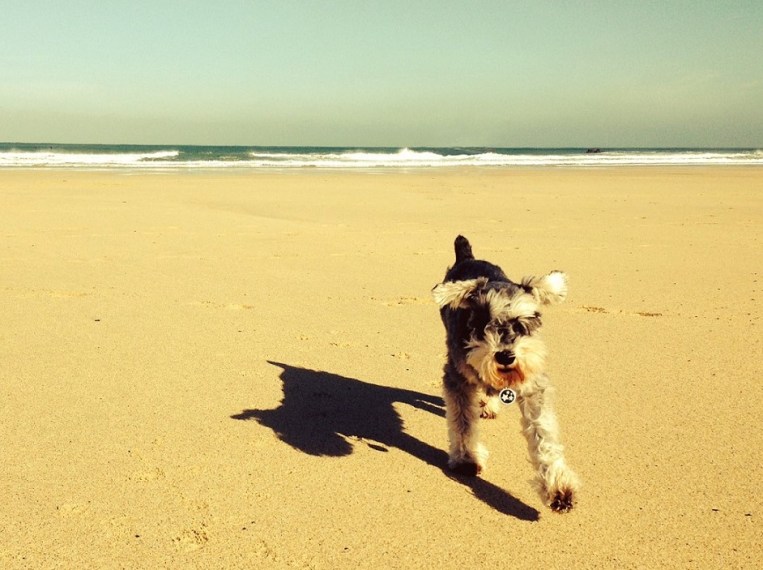Curly in Cornwall - small crop